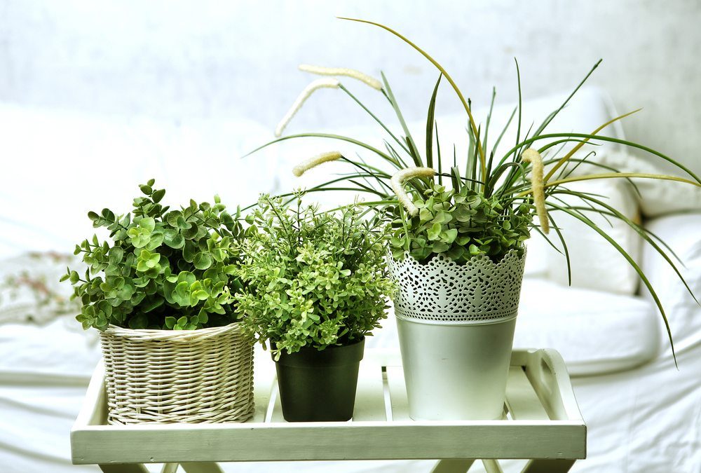 Improve Air Quality in your Home with Houseplants